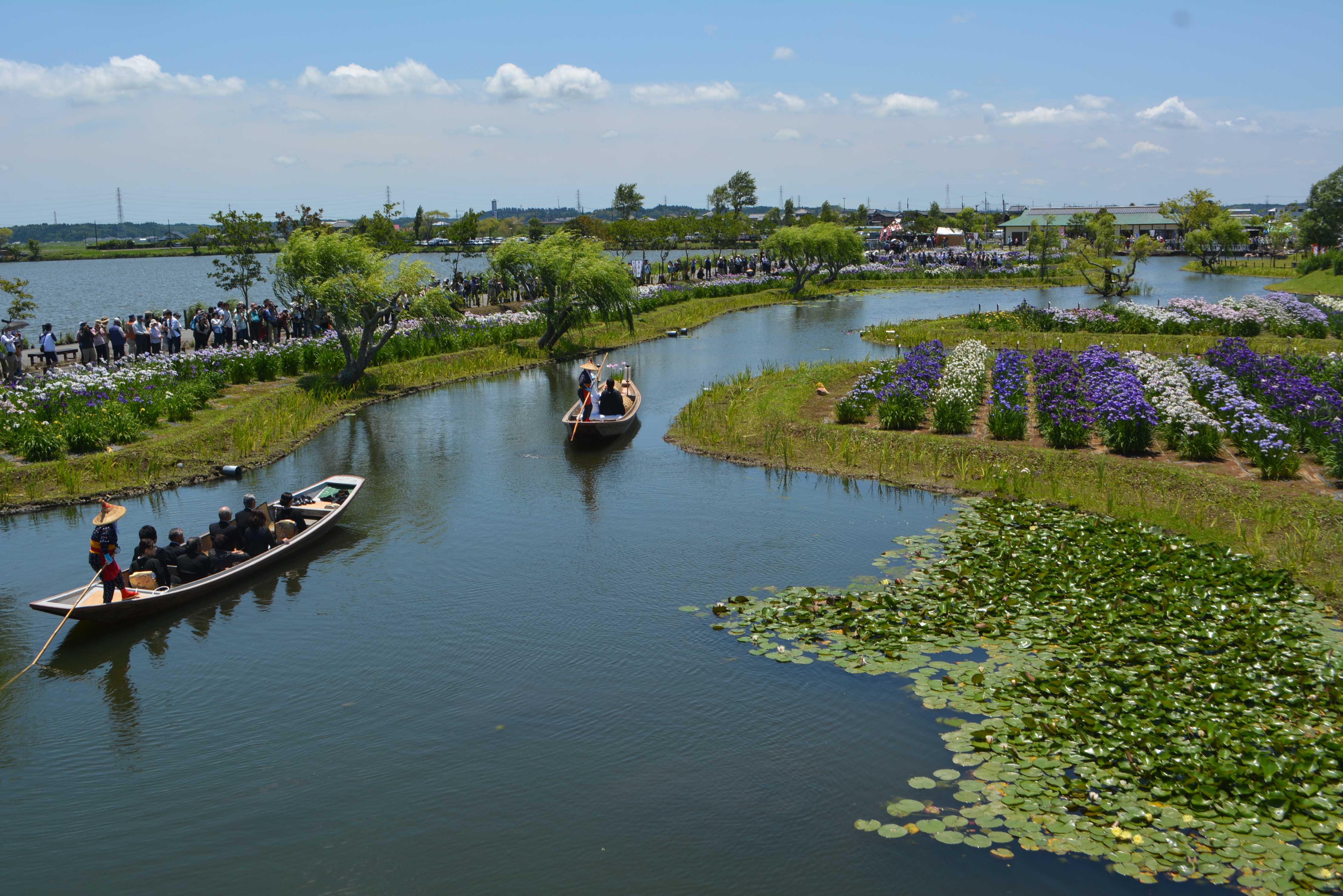 🌸 스이고 사와라 아야메 파크 이미지 5